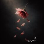دانلود آهنگ مصطفی میری گله